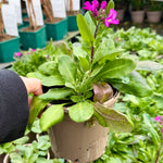 Arabis blepharophylla ‘Spring Charm’ - 1Litre ^