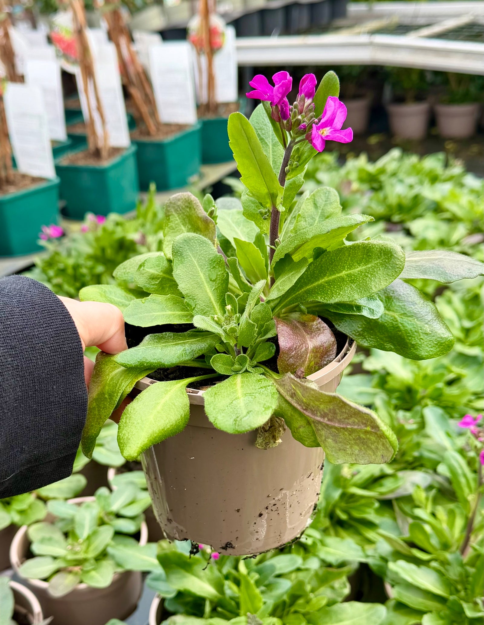 Arabis blepharophylla ‘Spring Charm’ - 1Litre ^