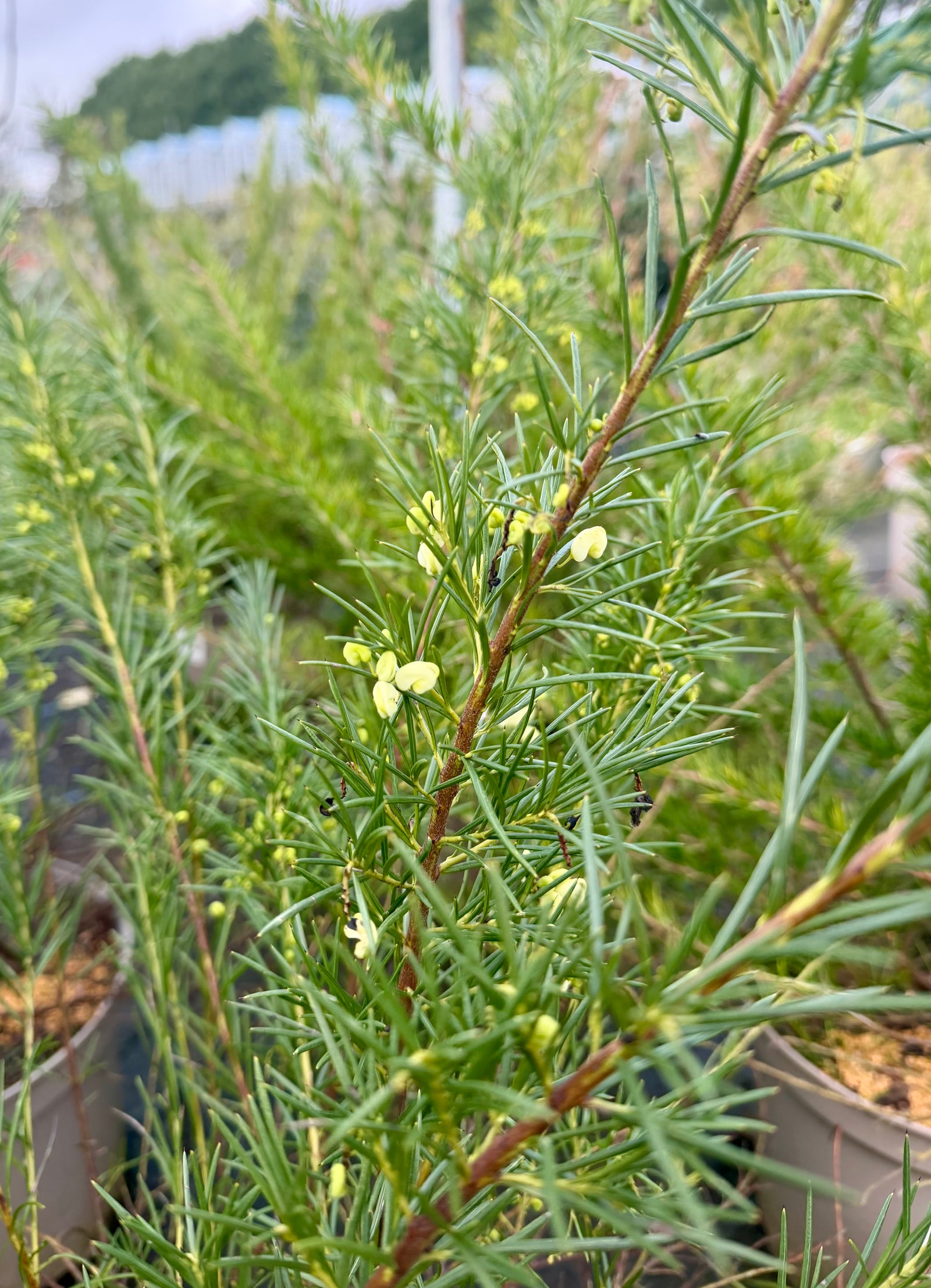 Grevillea juniperina ‘White Knight’ - 7.5Litre