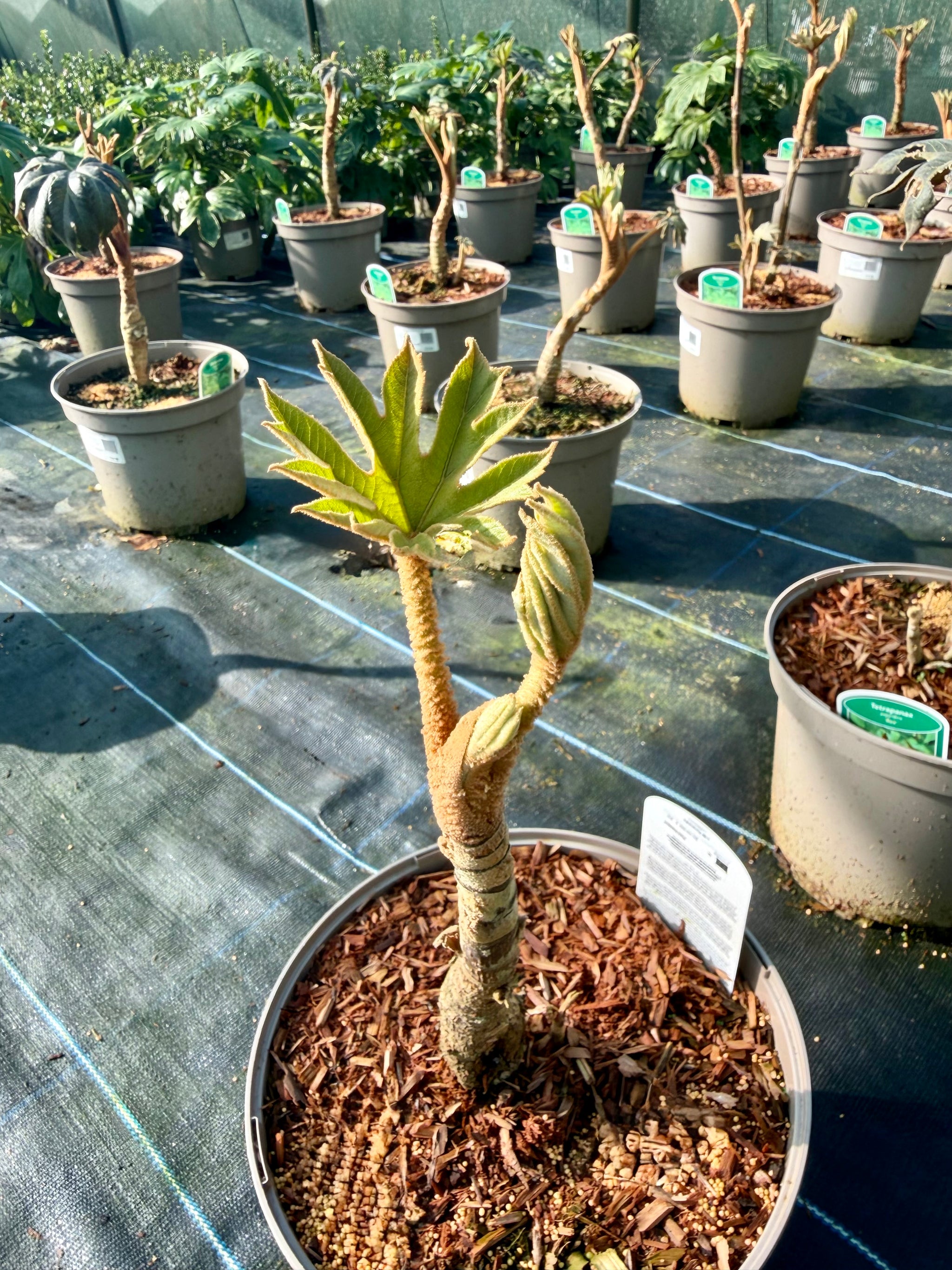 Tetrapanax papyrifera ‘Rex’ - 7.5Litre