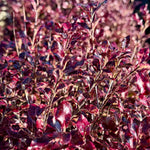 Pittosporum ‘Tom Thumb’ - 7.5 Litre