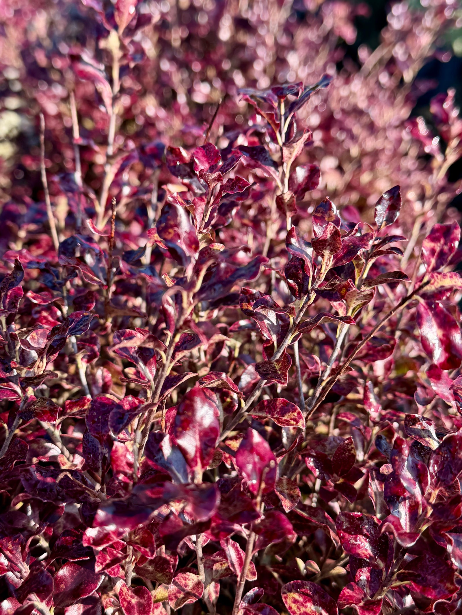 Pittosporum ‘Tom Thumb’ - 7.5Litre