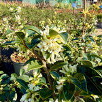 Osmanthus × burkwoodii - 7.5Litre