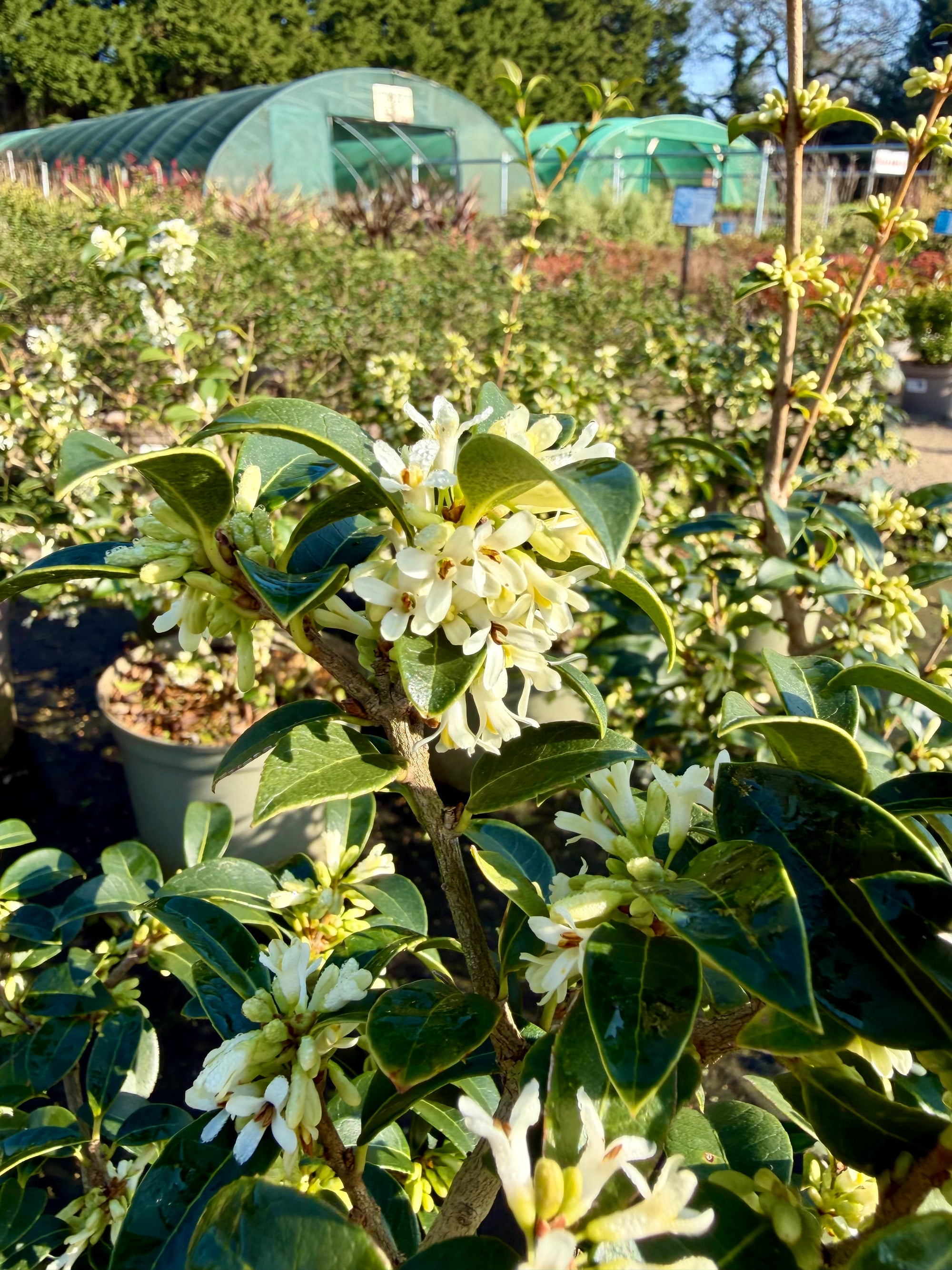 Osmanthus × burkwoodii - 7.5Litre