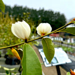 Magnolia laevifolia 'Fairy White' (Michelia) - 7.5Litre