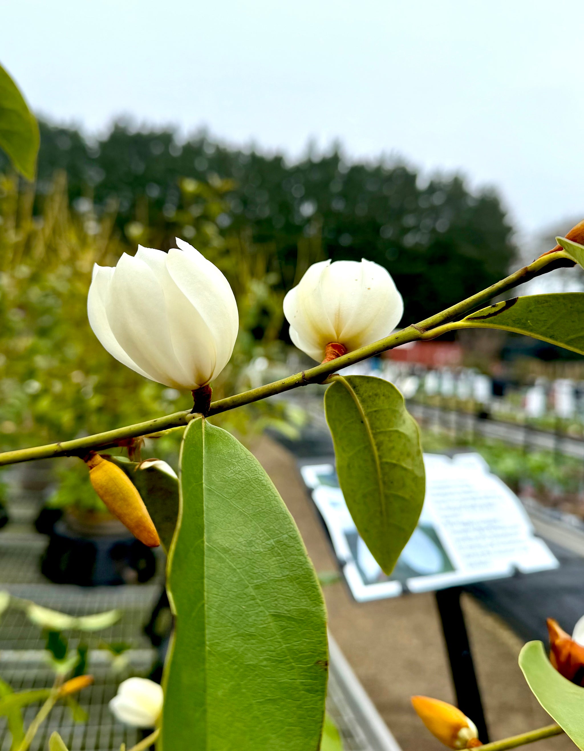 Magnolia laevifolia 'Fairy White' (Michelia) - 7.5Litre
