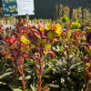 Euphorbia amygdaloides ‘Purpurea’ - 2 Litre ^