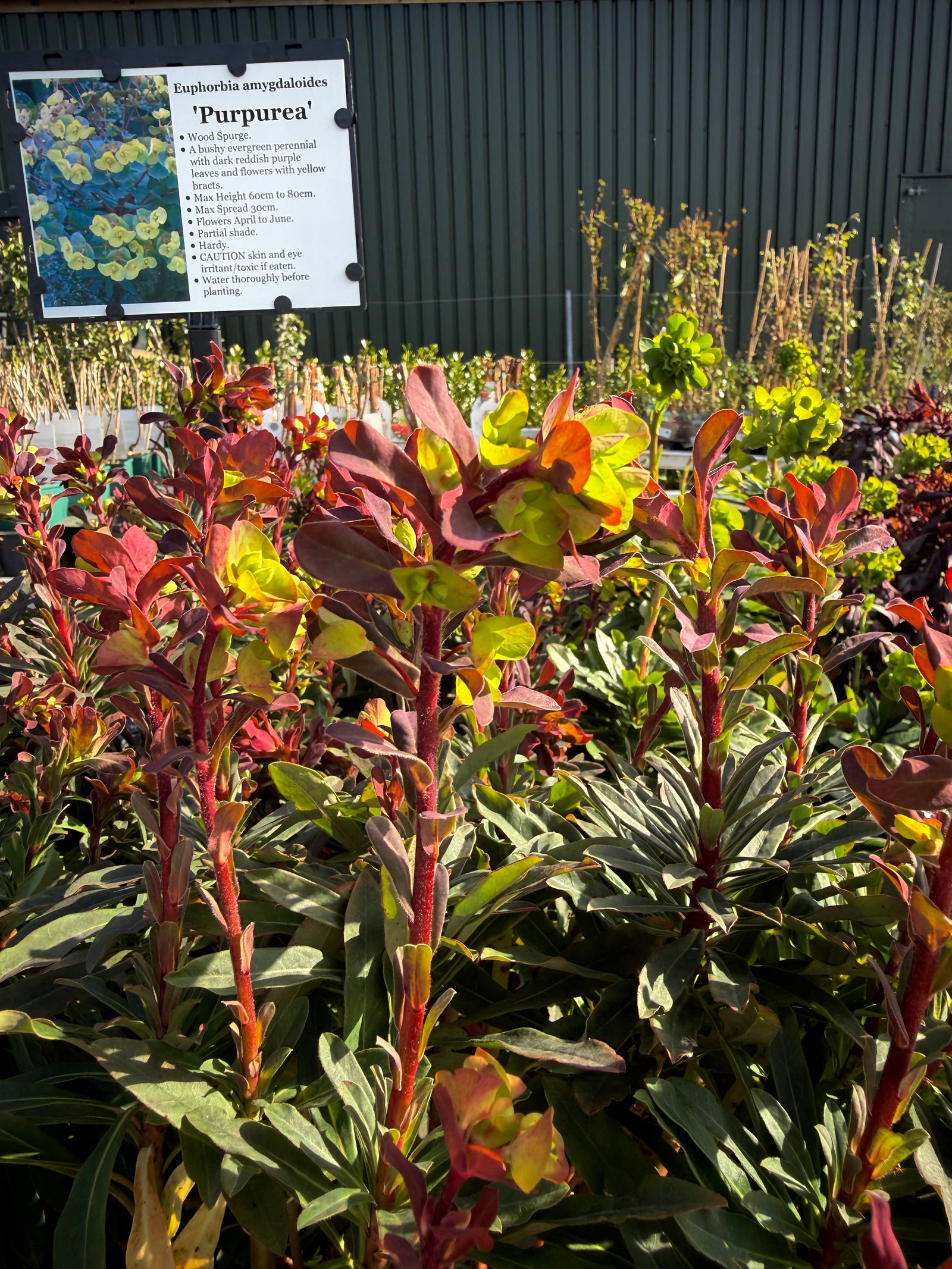 Euphorbia amygdaloides ‘Purpurea’ - 2 Litre ^