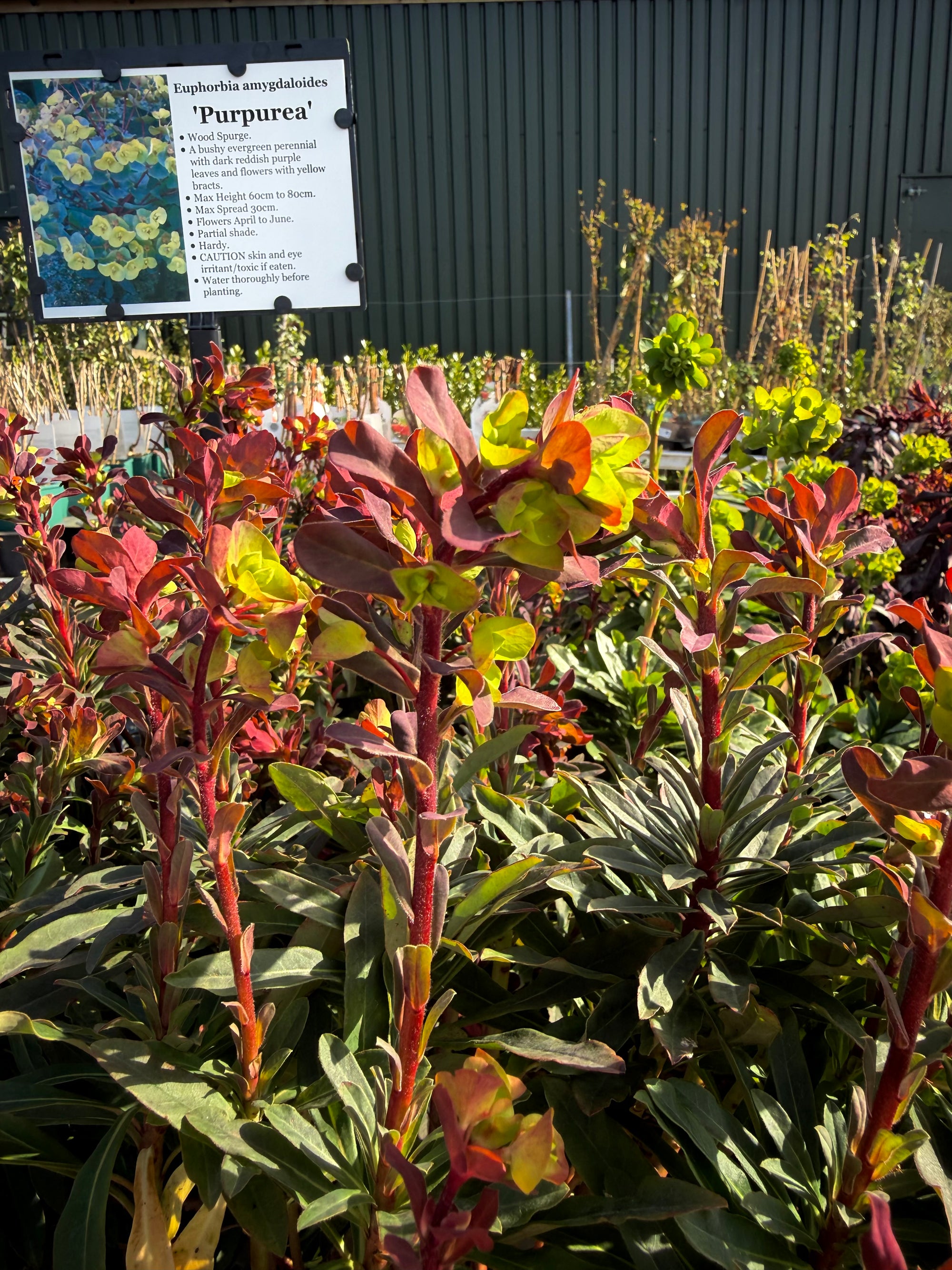 Euphorbia amygdaloides ‘Purpurea’ - 2 Litre ^