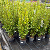 Laurus nobilis (Bush) - 5ltr - 100/125cm Tall (26)
