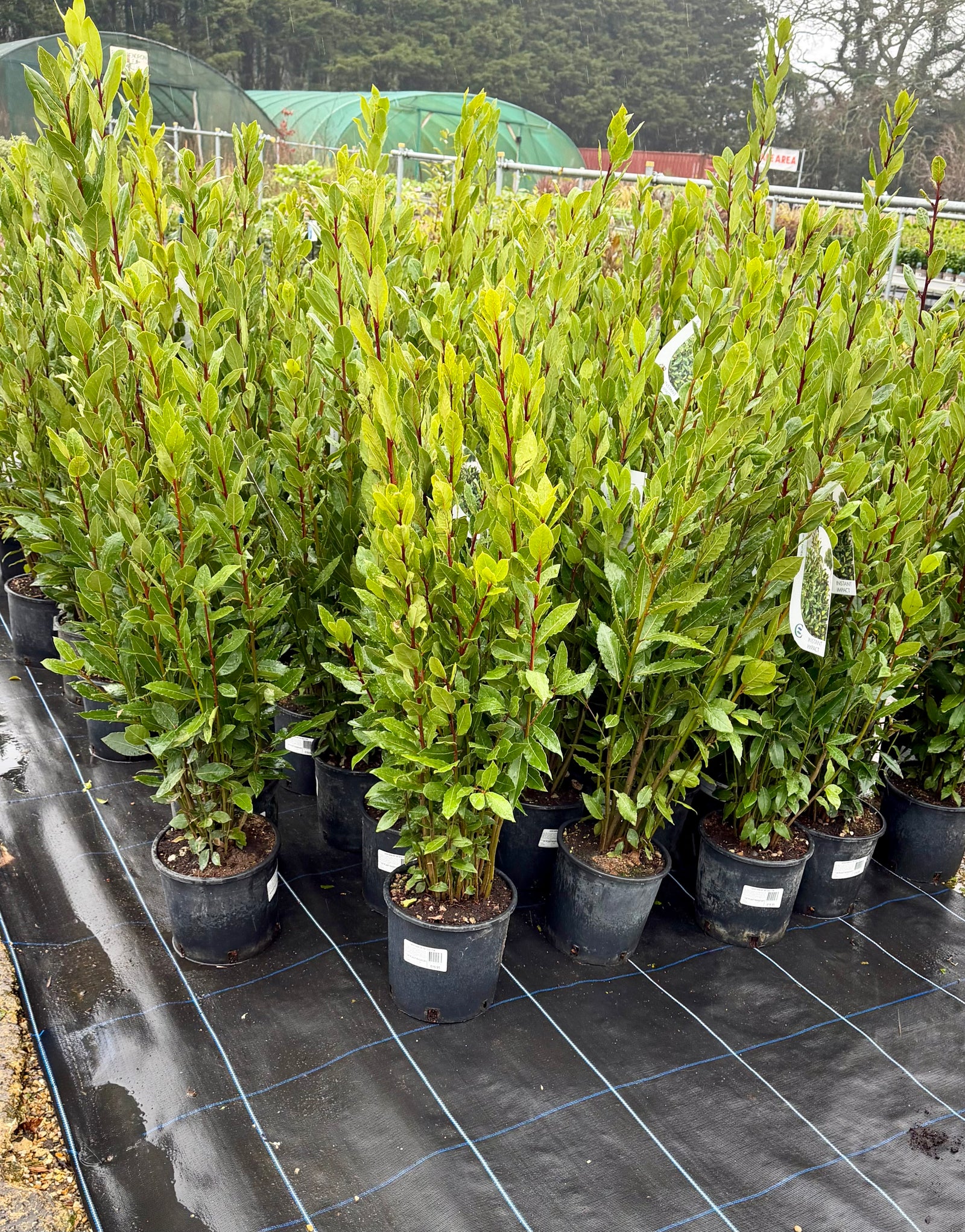 Laurus nobilis (Bush) - 5ltr - 100/125cm Tall (26)