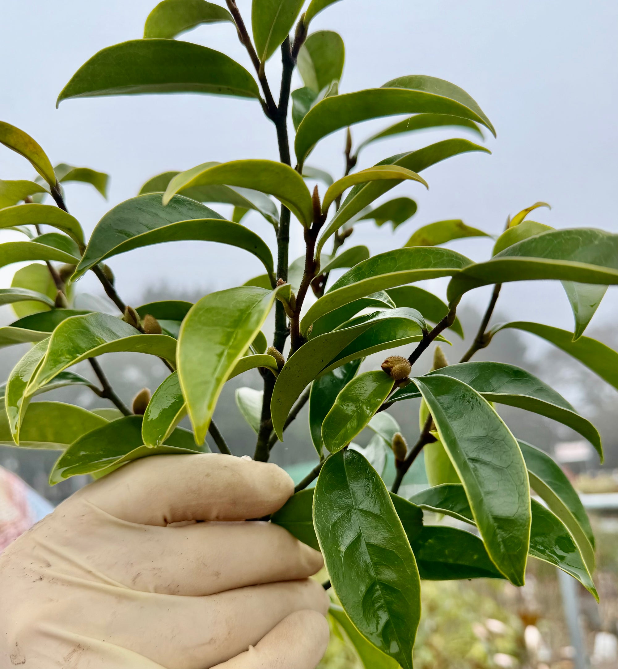 Magnolia figo ‘Stellar Ruby’ - 7.5 Litre