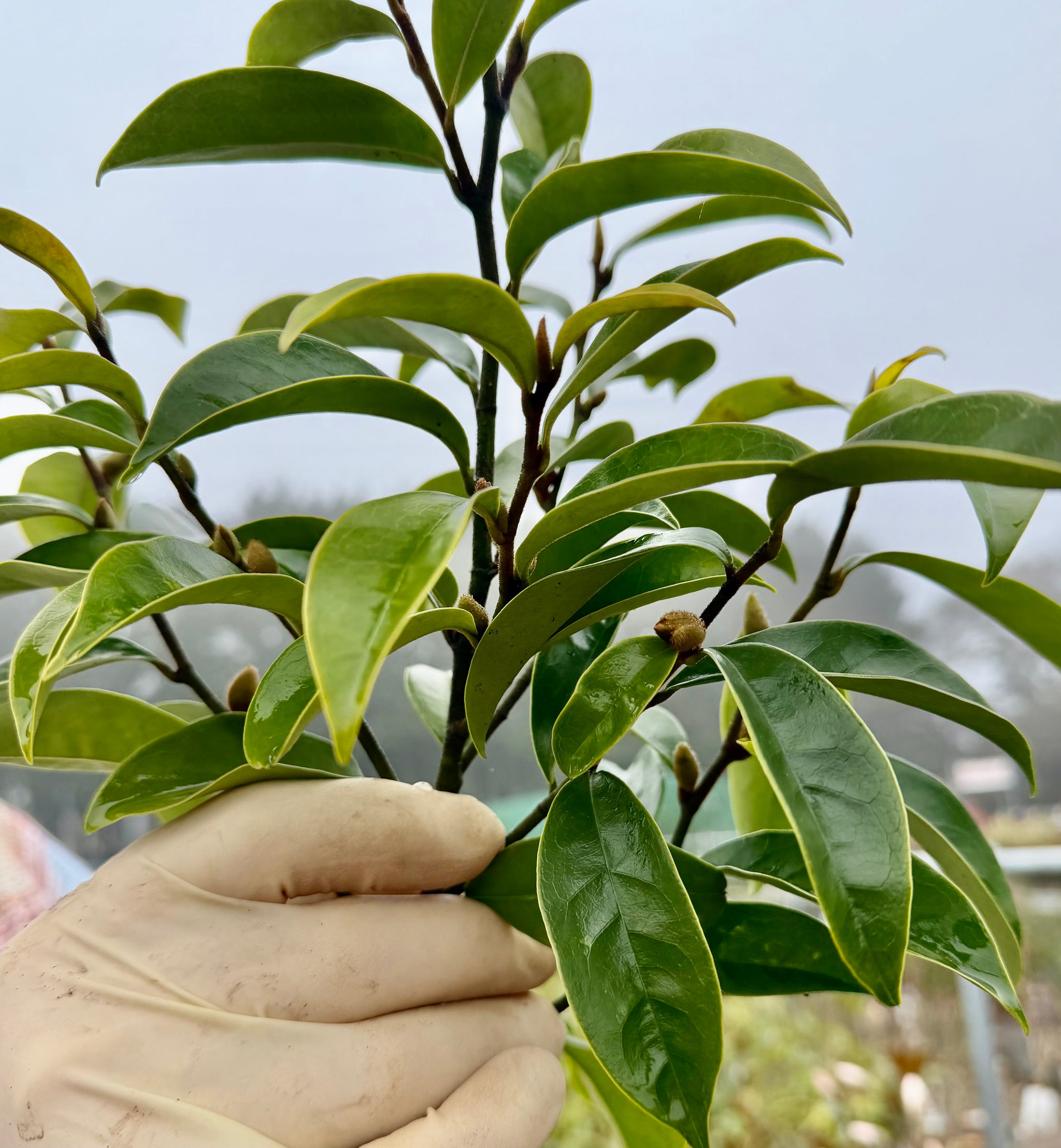 Magnolia figo ‘Stellar Ruby’ - 7.5 Litre