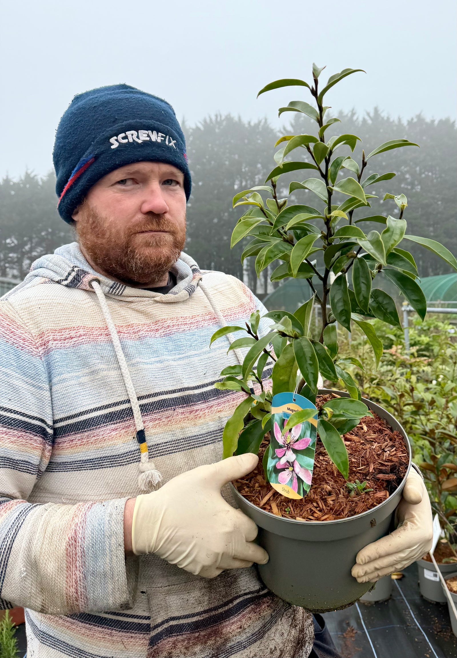 Magnolia figo ‘Stellar Ruby’ - 7.5 Litre