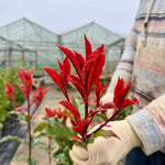 Photinia ‘Magical Volcano’ - 7.5litre