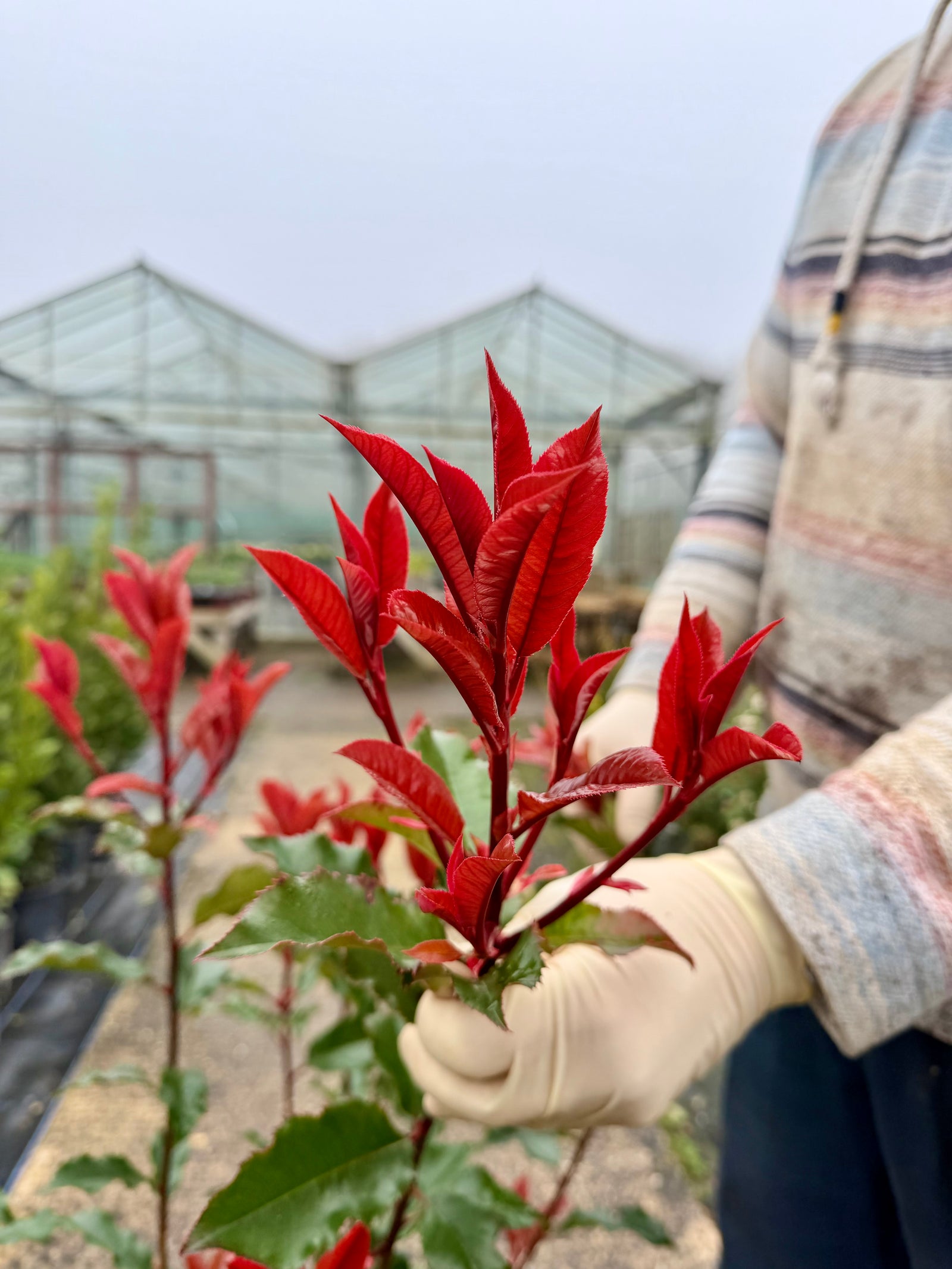 Photinia ‘Magical Volcano’ - 7.5litre