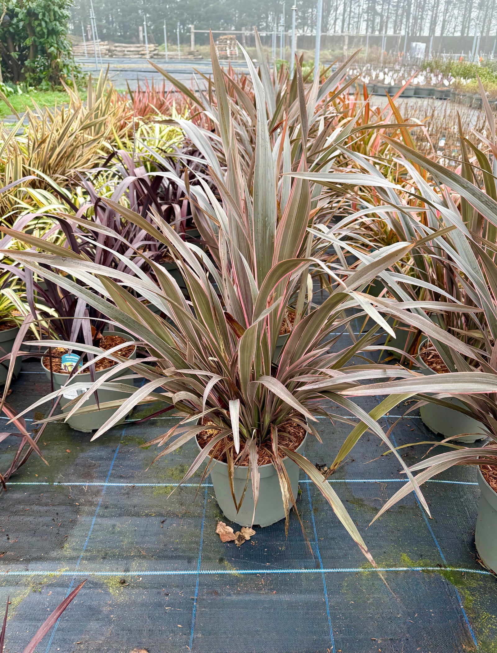 Phormium ‘Pink Stripe’ - 7.5litre