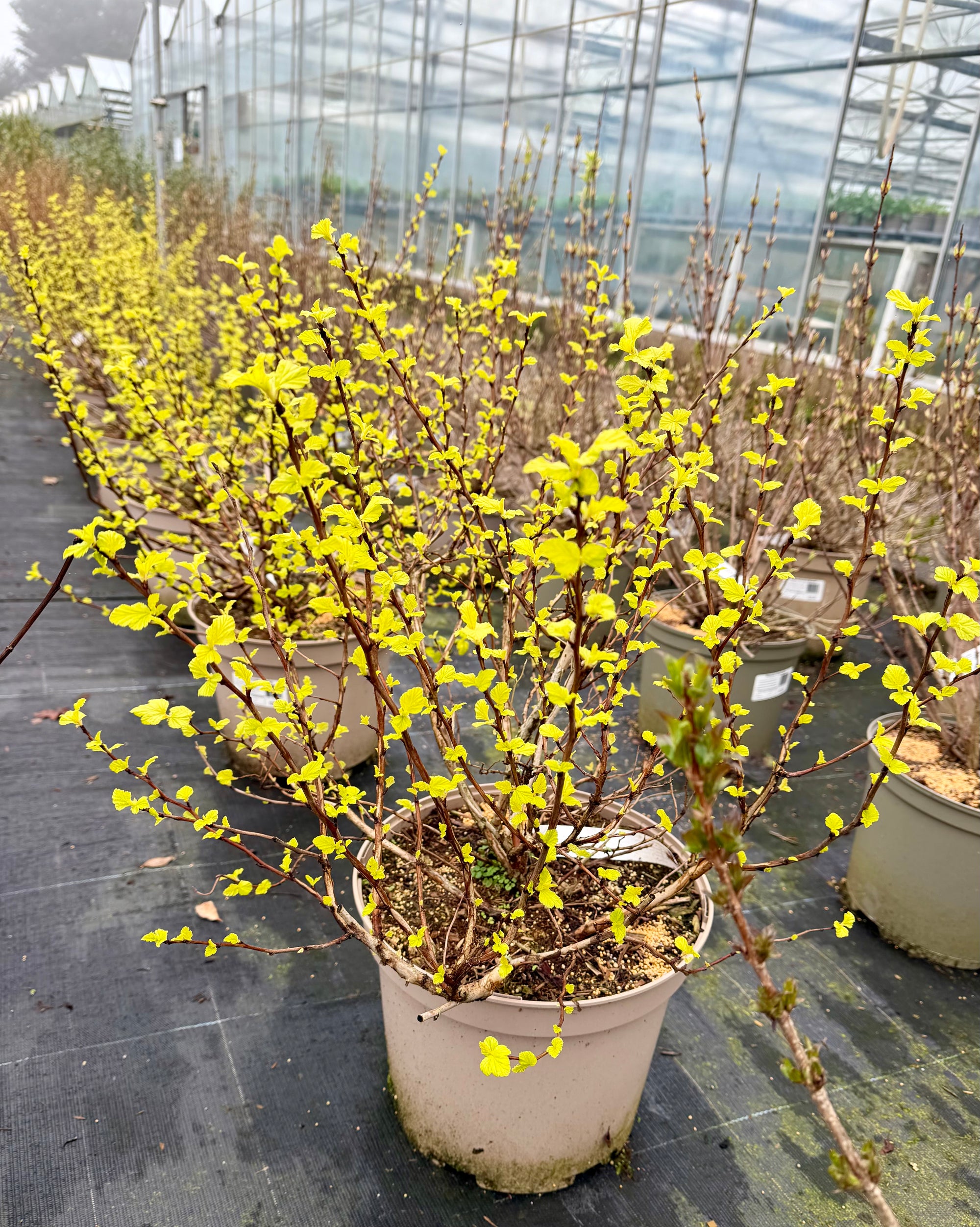 Physocarpus opulifolius 'Darts Gold' - 7.5Litre