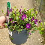 Vinca minor 'Atropurpurea' - 2Ltr