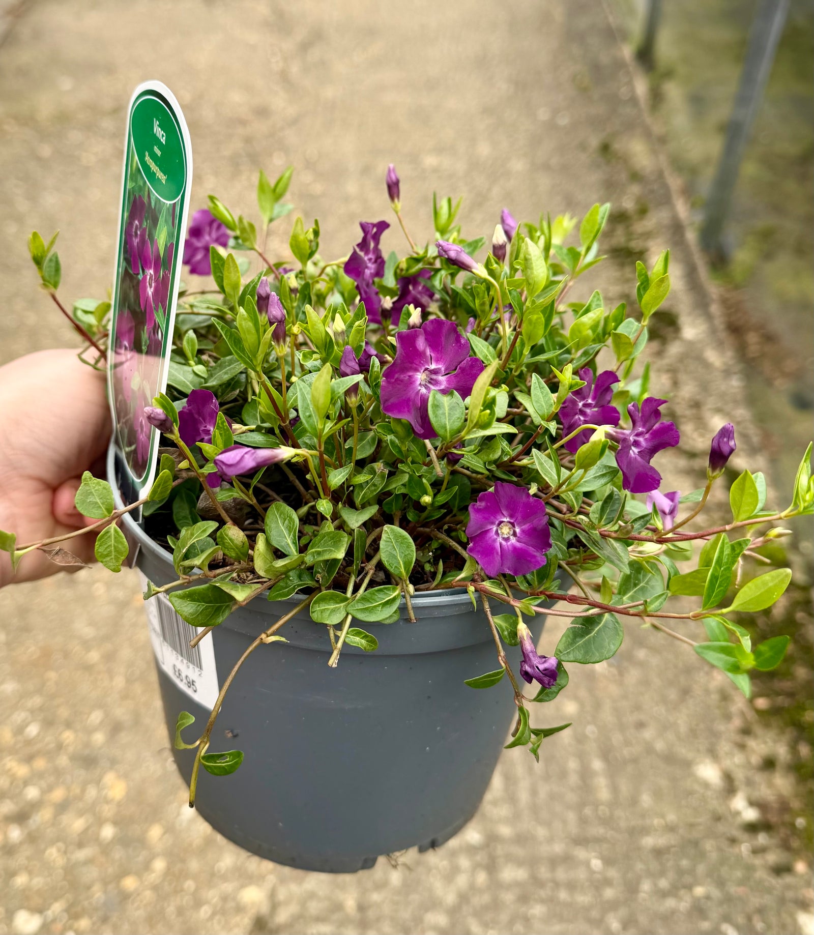 Vinca minor 'Atropurpurea' - 2Ltr