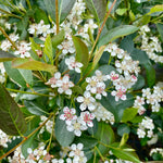 Aronia melanocarpa 'Autumn Magic' - 10Litre