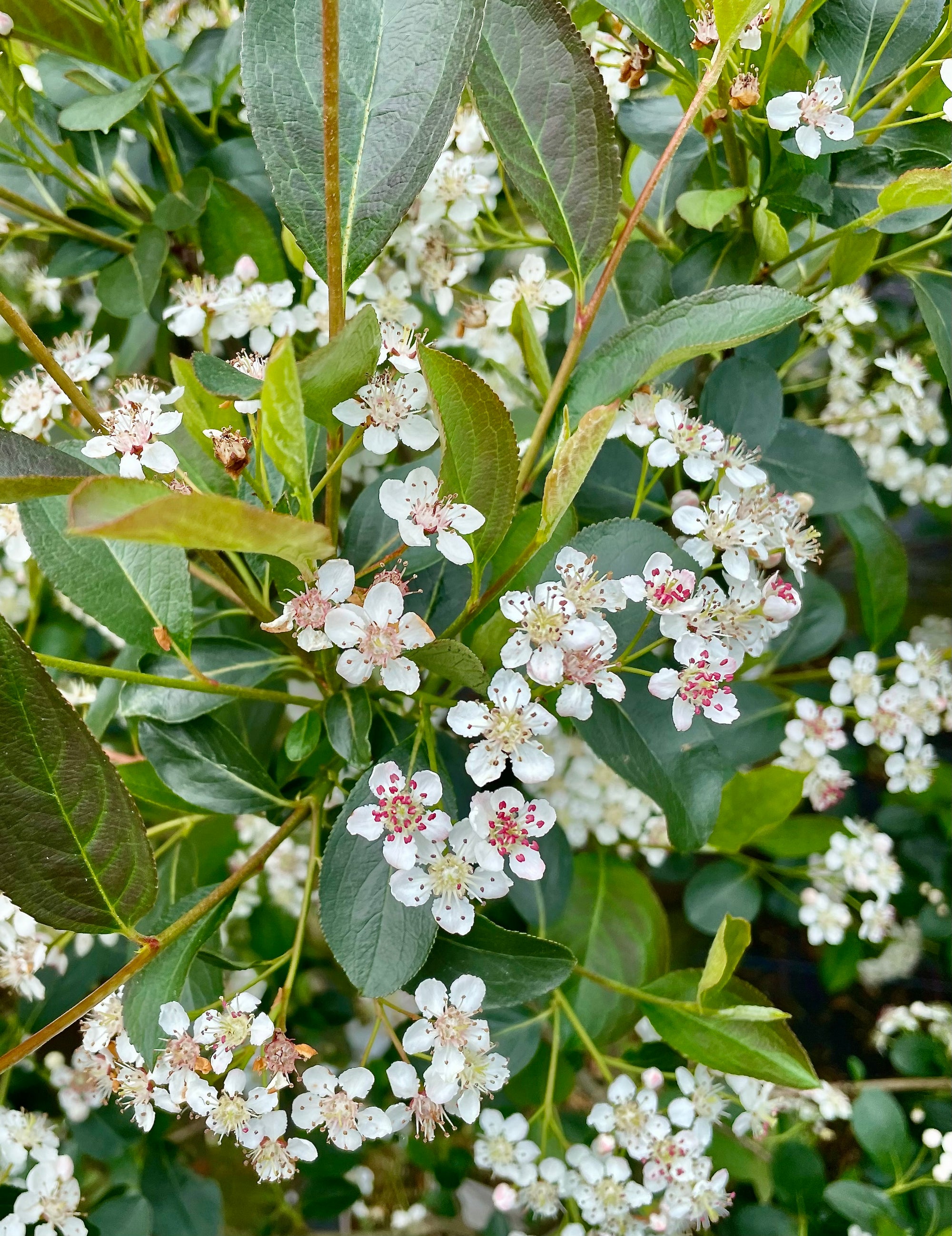 Aronia melanocarpa 'Autumn Magic' - 10Litre