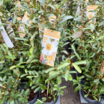 Magnolia laevifolia ‘Vanilla Pearls’ - 3Litre