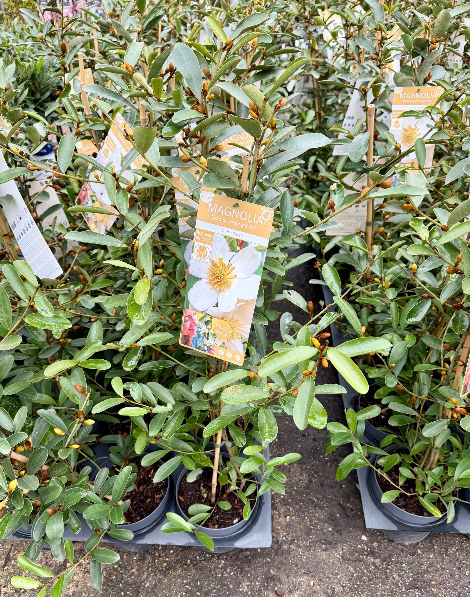 Magnolia laevifolia ‘Vanilla Pearls’ - 3Litre