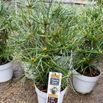 Sciadopitys verticillata - 3 Litre