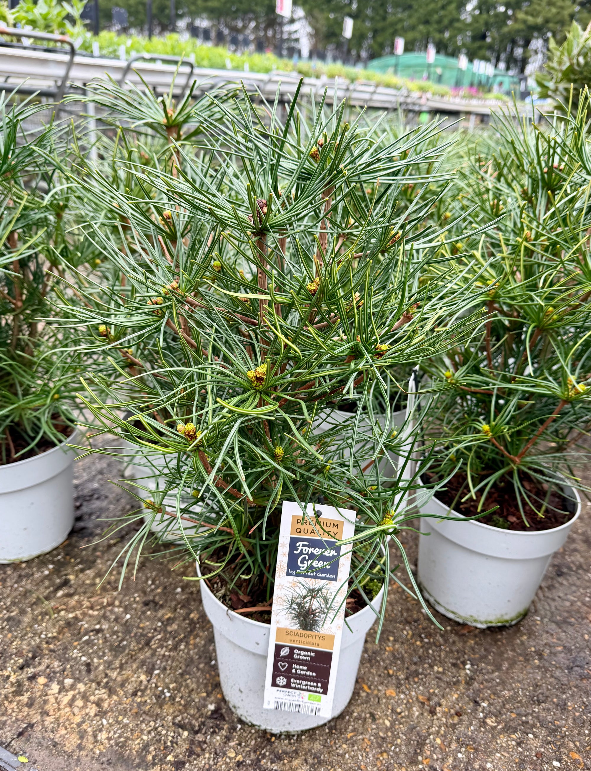 Sciadopitys verticillata - 3 Litre