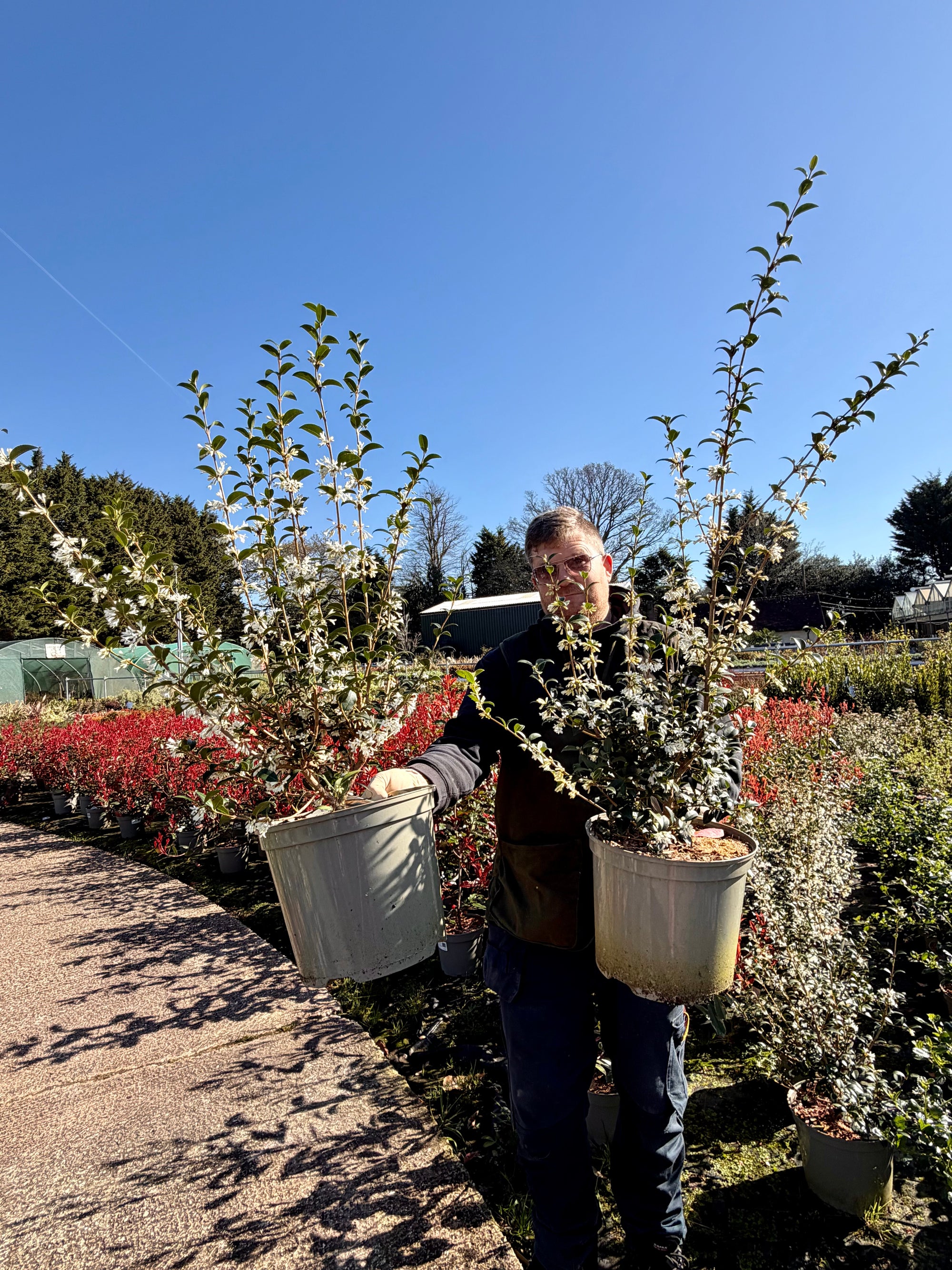 Osmanthus × burkwoodii - 7.5Litre