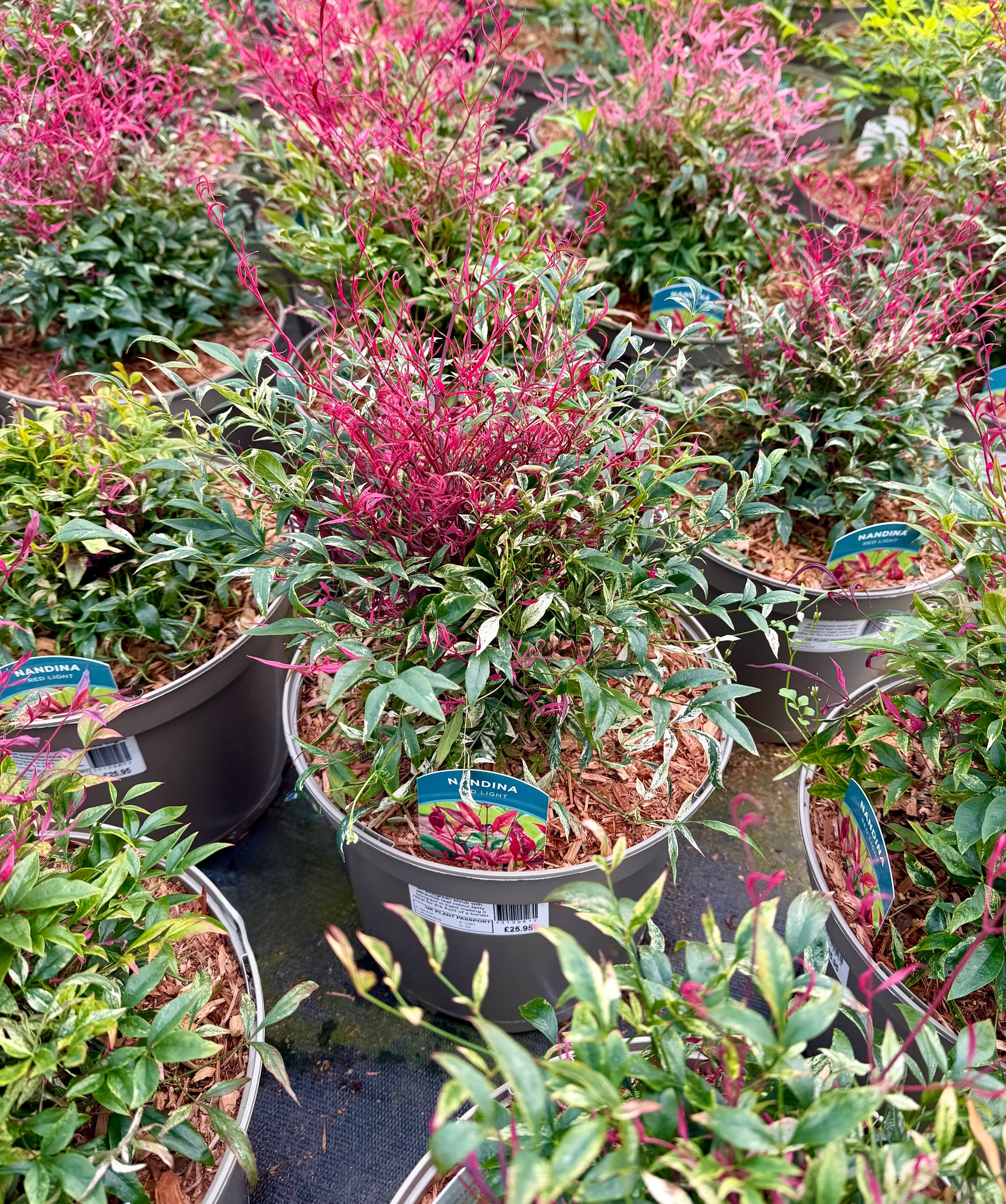 Nandina 'Red Light'- 7.5Litre