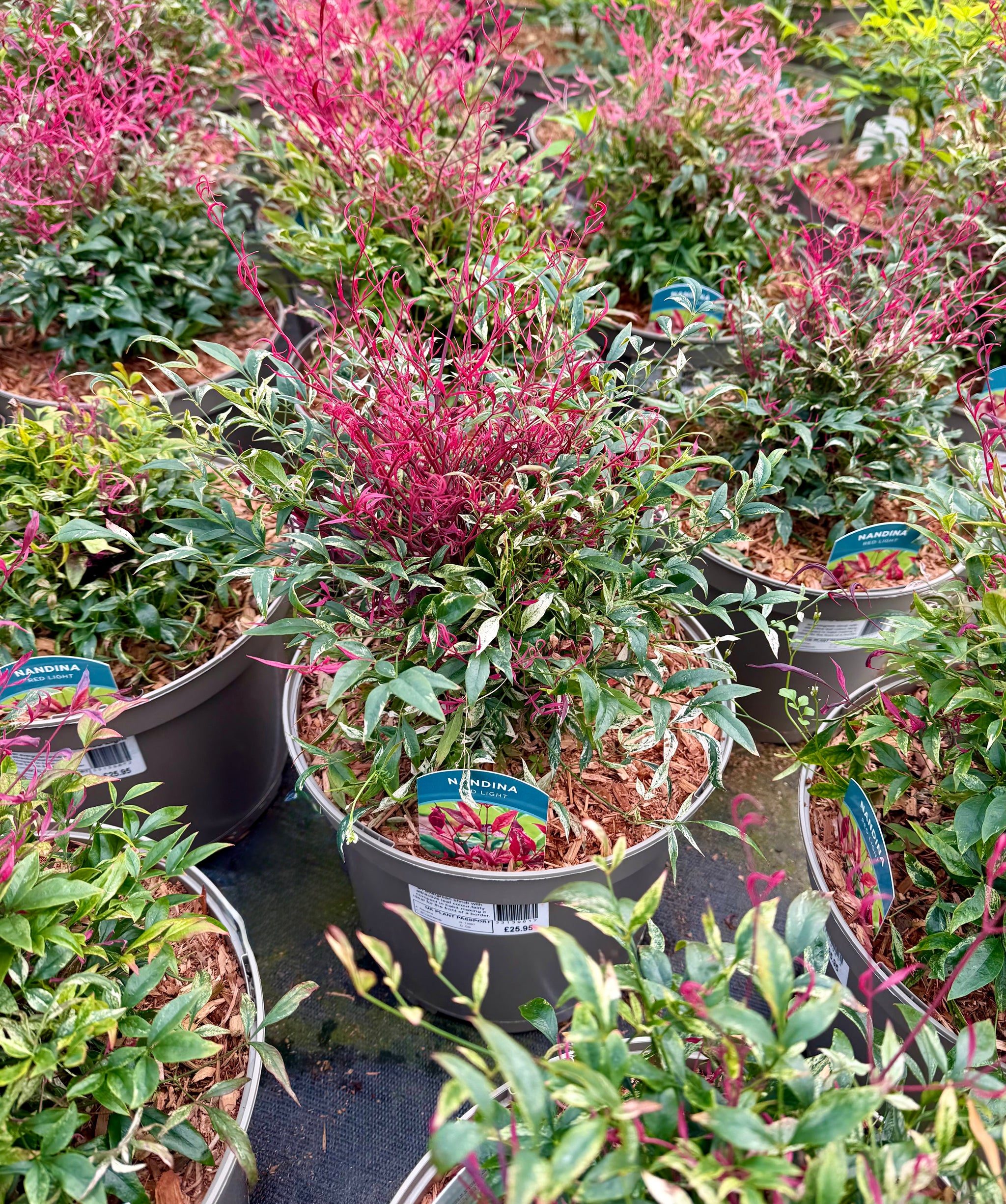 Nandina 'Red Light'- 7.5Litre
