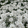 Masses of white flowers on this lovely small plant