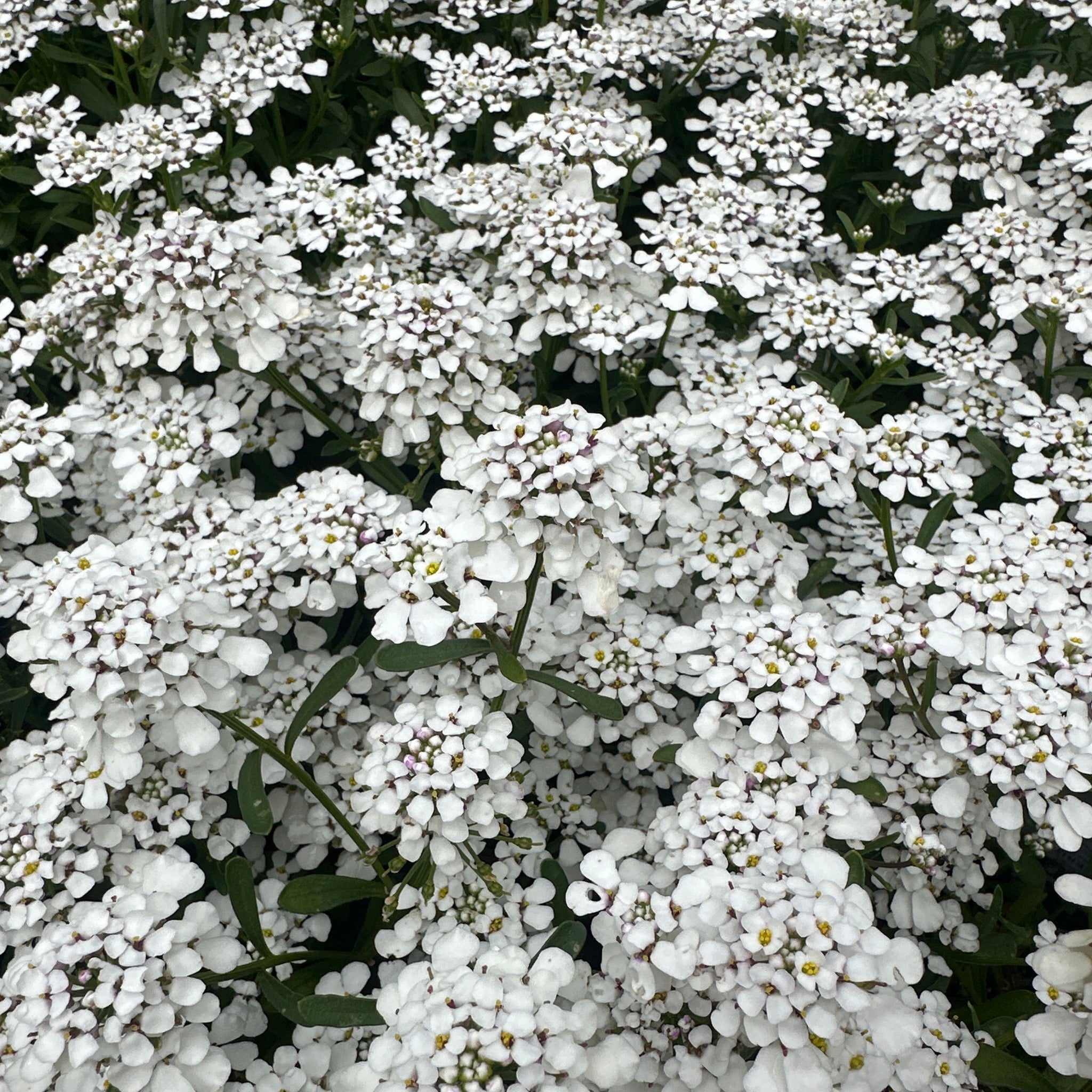 Masses of white flowers on this lovely small plant