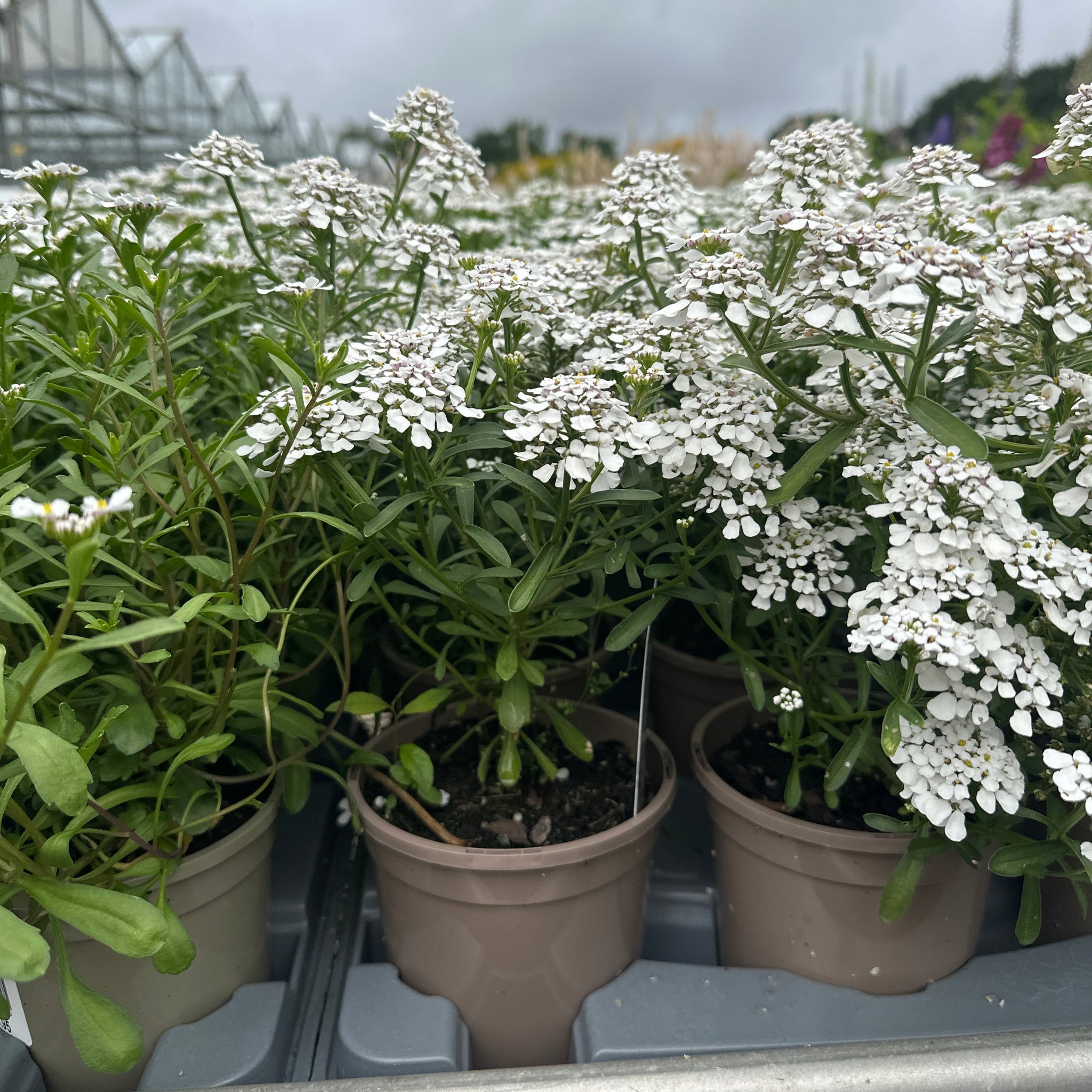Strong, healthy green plants with masses of white flowers