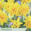 Narcissus ‘Tête Boucle’