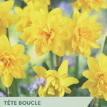 Narcissus ‘Tête Boucle’