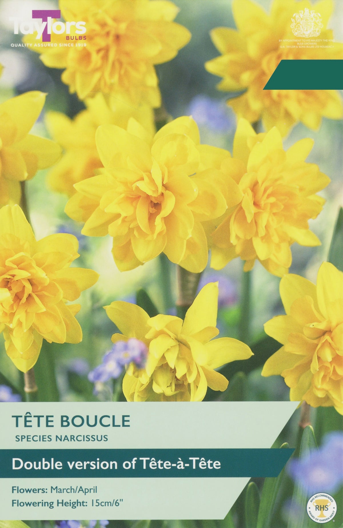 Narcissus ‘Tête Boucle’
