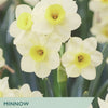 Narcissus 'Minnow' DEL