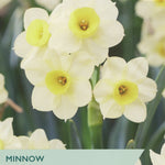 Narcissus 'Minnow' DEL