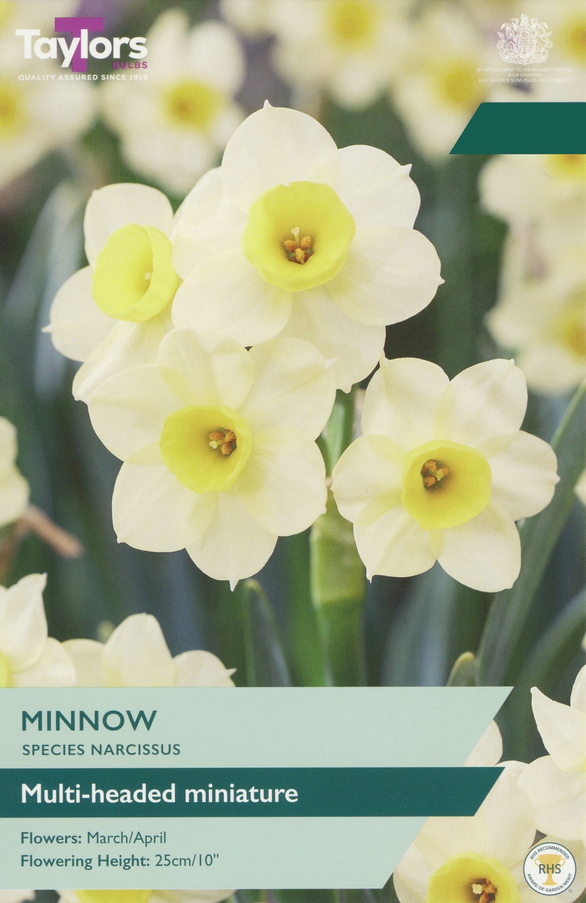 Narcissus 'Minnow' DEL