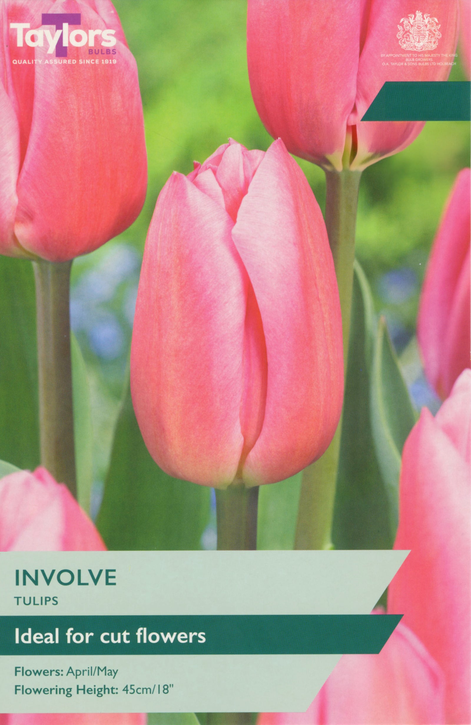 Tulip ‘Involve’
