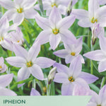 Ipheion ‘Wisley Blue’