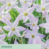 Flower packet for Ipheion Wisley Blue with purple flowers and green text.