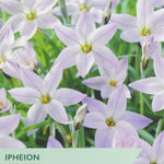 Flower packet for Ipheion Wisley Blue with purple flowers and green text.