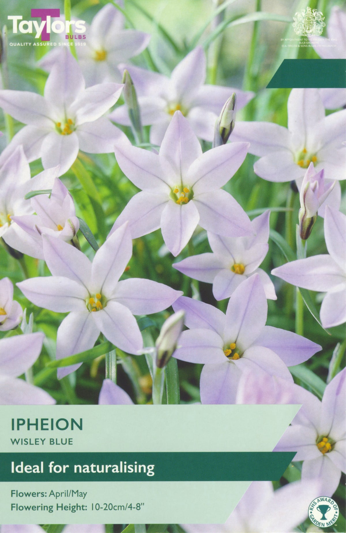 Flower packet for Ipheion Wisley Blue with purple flowers and green text.