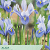 Iris reticulata flowers with Taylor's Seeds branding on a seed packet.