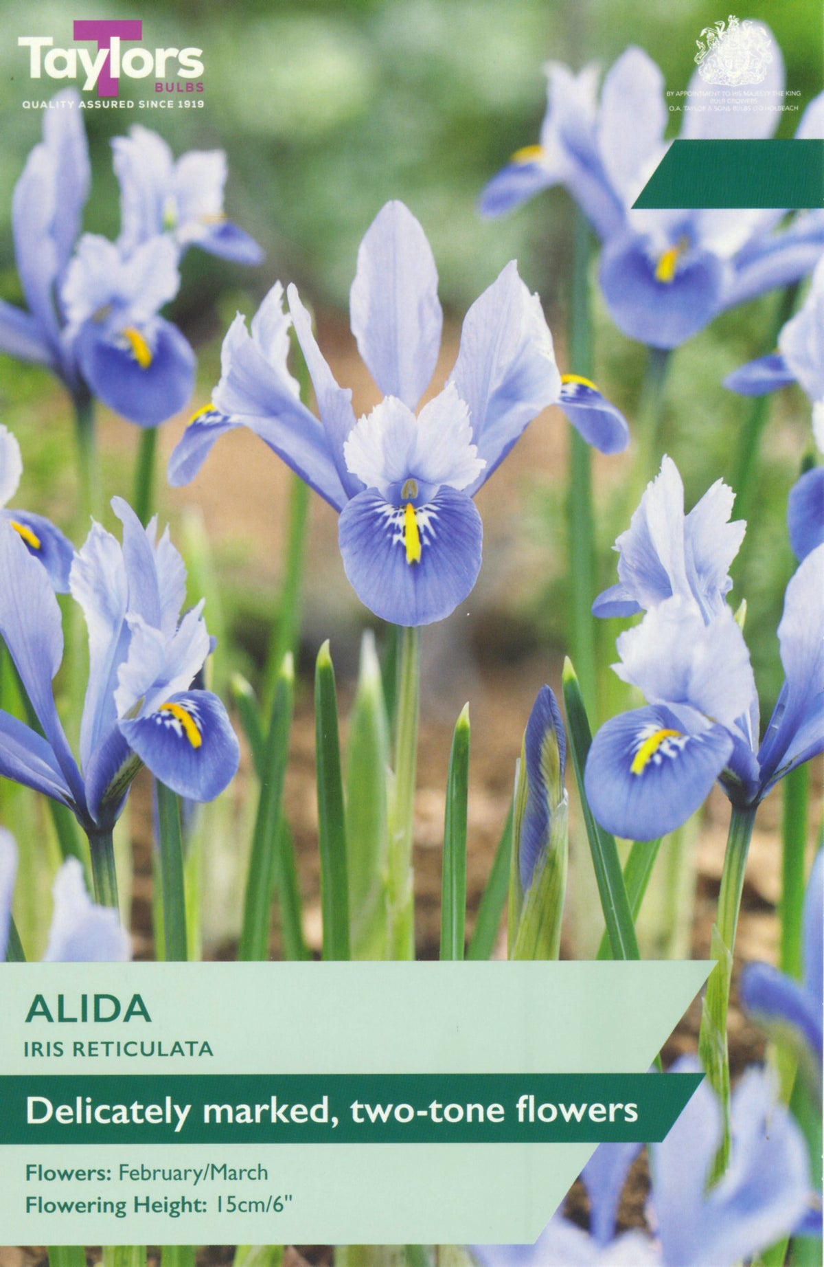 Iris reticulata flowers with Taylor's Seeds branding on a seed packet.