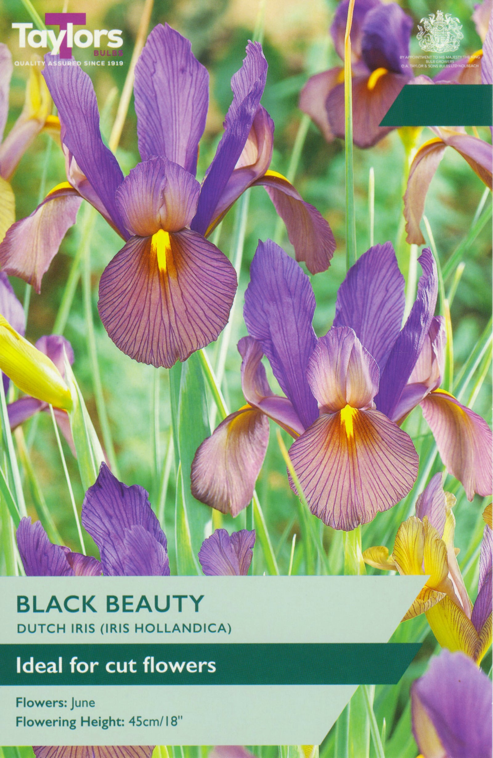 Iris hollandica ‘Black Beauty’